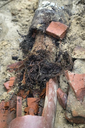 Roots damage sewer pipe